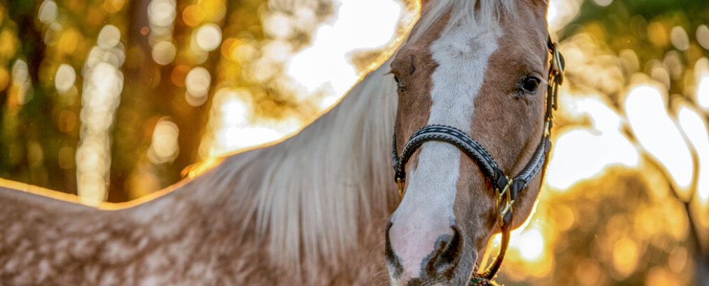 Equine Insurance: Insuring Your Horse